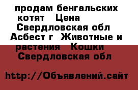 продам бенгальских котят › Цена ­ 8 000 - Свердловская обл., Асбест г. Животные и растения » Кошки   . Свердловская обл.